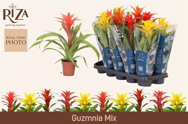 <h4>.Guzmania gemengd 5 soorten</h4>