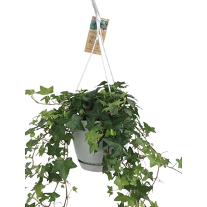 Hedera helix groen - hangpot wit / basic