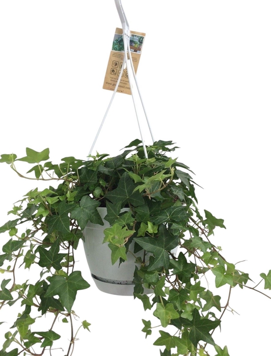 <h4>Hedera helix groen - hangpot wit / basic</h4>
