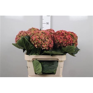 Hydr Cl M Roy Anasta