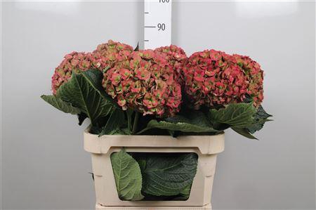 <h4>Hydr Cl M Roy Anasta</h4>