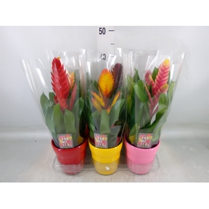 Vriesea   ...mix 6
