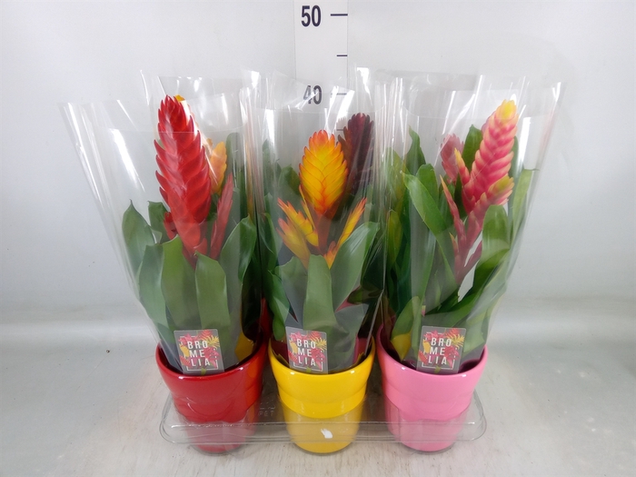 <h4>Vriesea   ...mix 6</h4>