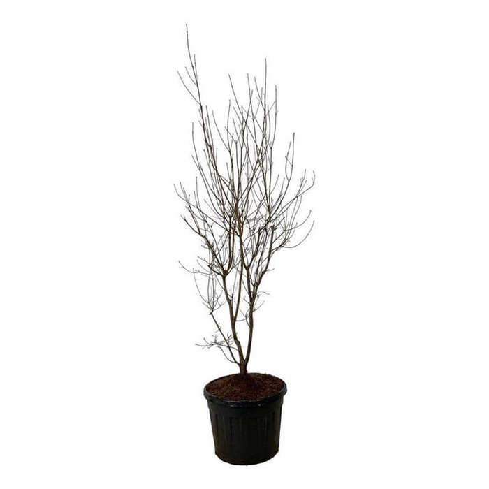 <h4>Cornus Aurora</h4>