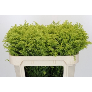 Solidago Tara Gold