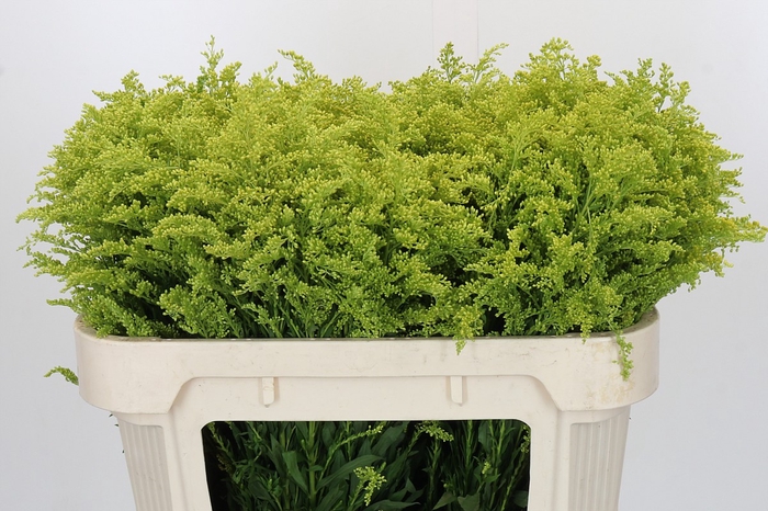 Solidago Tara Gold