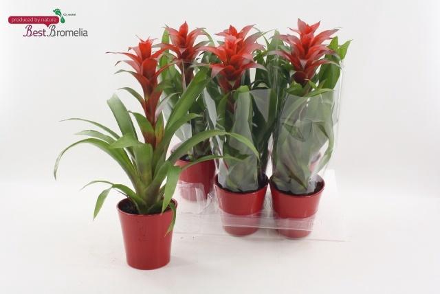 <h4>GUZM ALLURA</h4>