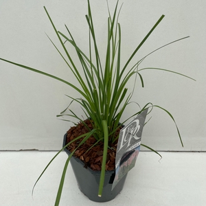 Graminées Cortaderia sell. 'Rosea'