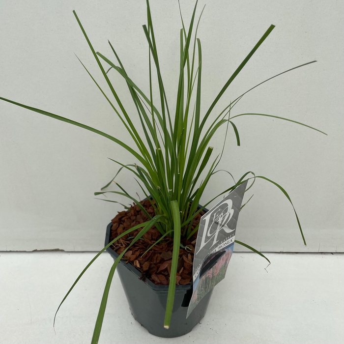 <h4>Graminées Cortaderia sell. 'Rosea'</h4>
