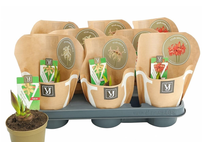 <h4>Star Amaryllis</h4>