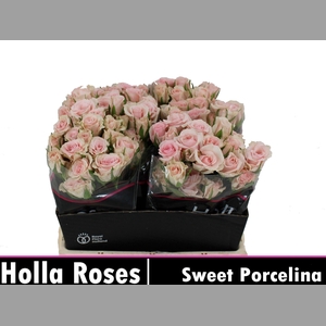 R TR SWEET PORCELINA