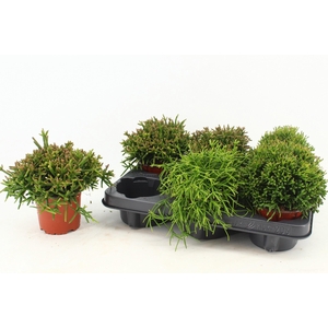 RHIPSALIS GEM