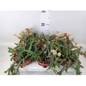 Crassula marnieriana