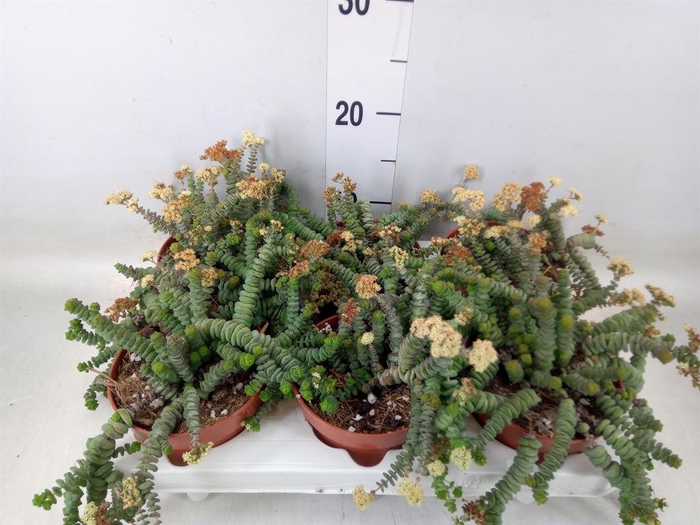 <h4>Crassula marnieriana</h4>
