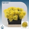 Leucospermum High Gold