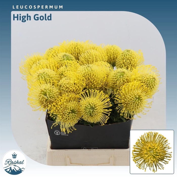 Leucospermum High Gold