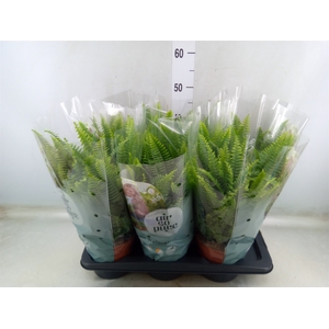 Nephrolepis exal. 'Green Lady'