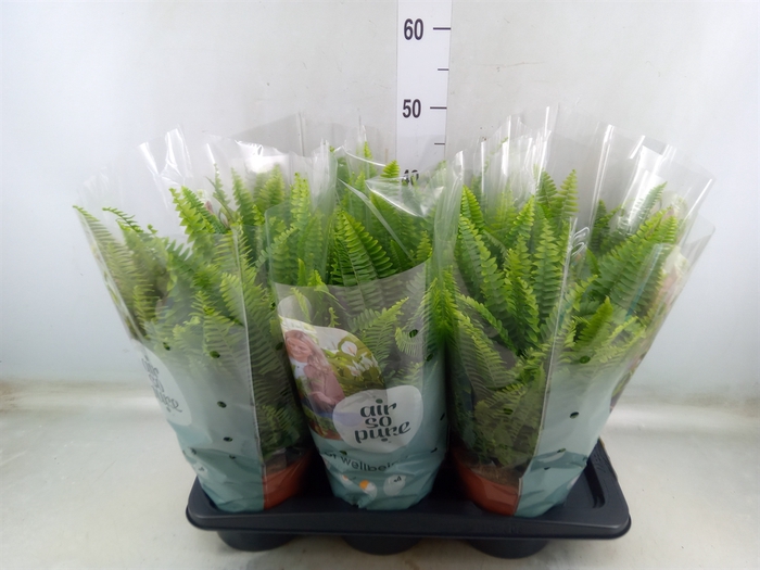 <h4>Nephrolepis exal. 'Green Lady'</h4>