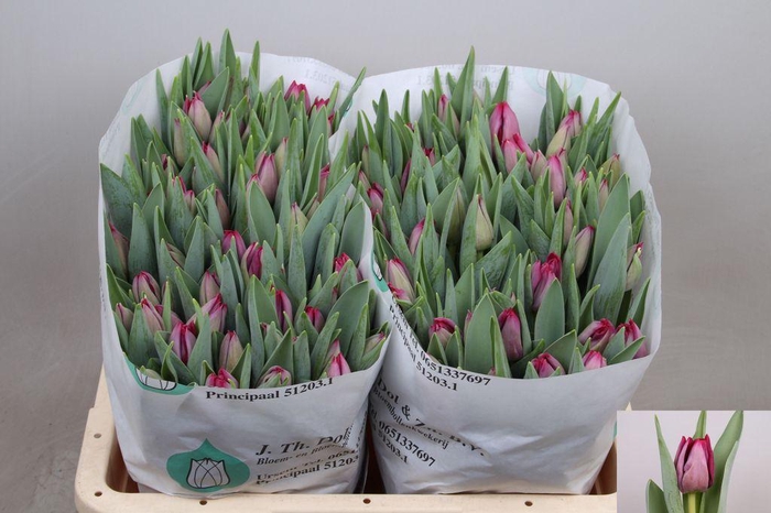 <h4>Tulipa si scamper</h4>