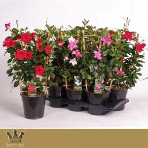 Dipladenia P17 Rek Mixtray
