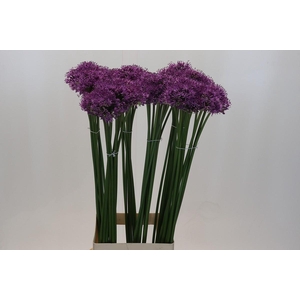 Allium Gladiator