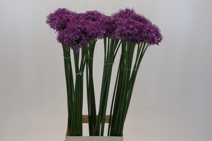 <h4>Allium Gladiator</h4>