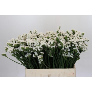 Limonium Silvery Sun Birds