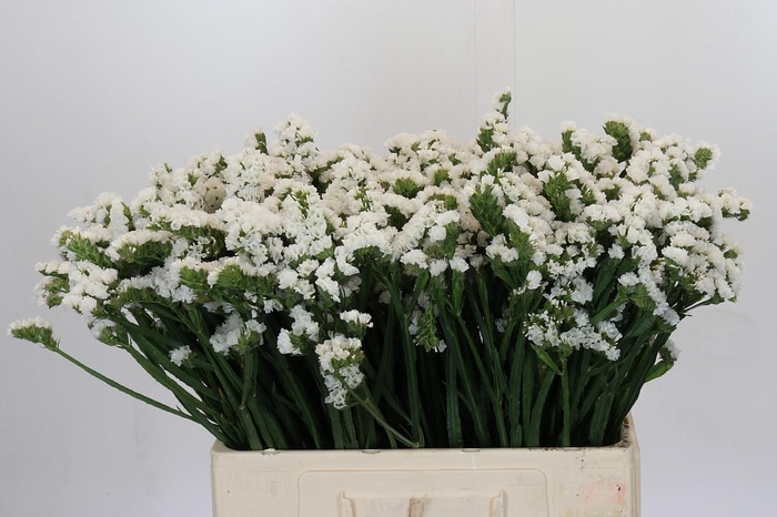 <h4>Limonium Silvery Sun Birds</h4>