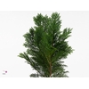 CONIFEER GROEN BS