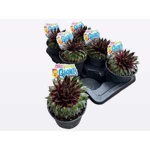 SEMP CCG GLACIE BLUE