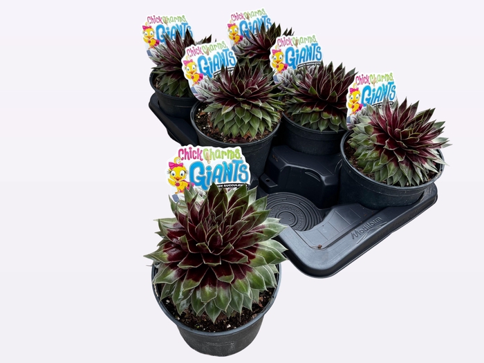 <h4>SEMP CCG GLACIE BLUE</h4>