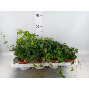 Hedera helix ...mix 3