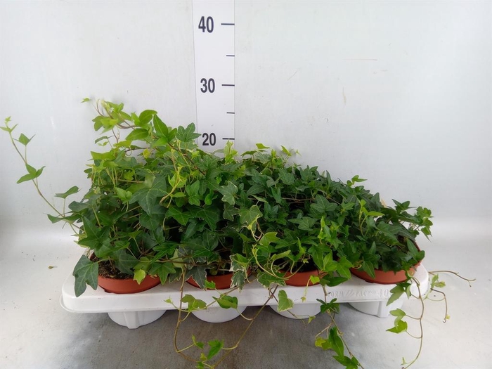 <h4>Hedera helix ...mix 3</h4>