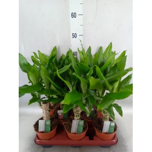 Dracaena frag. 'Steudneri'