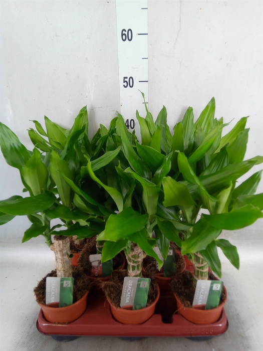 <h4>Dracaena frag. 'Steudneri'</h4>