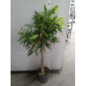 Ficus cyathistipula