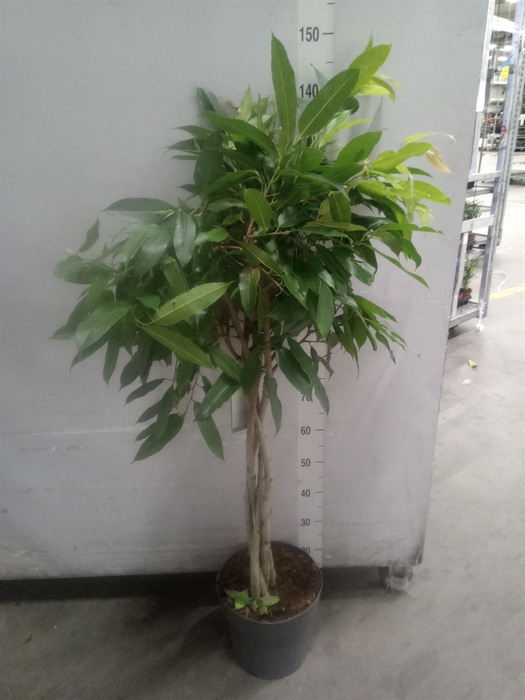 <h4>Ficus cyathistipula</h4>
