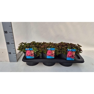 Sedum spurium