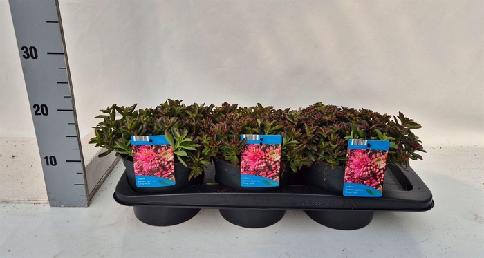 <h4>Sedum spurium</h4>