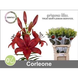 Li La Corleone 5+