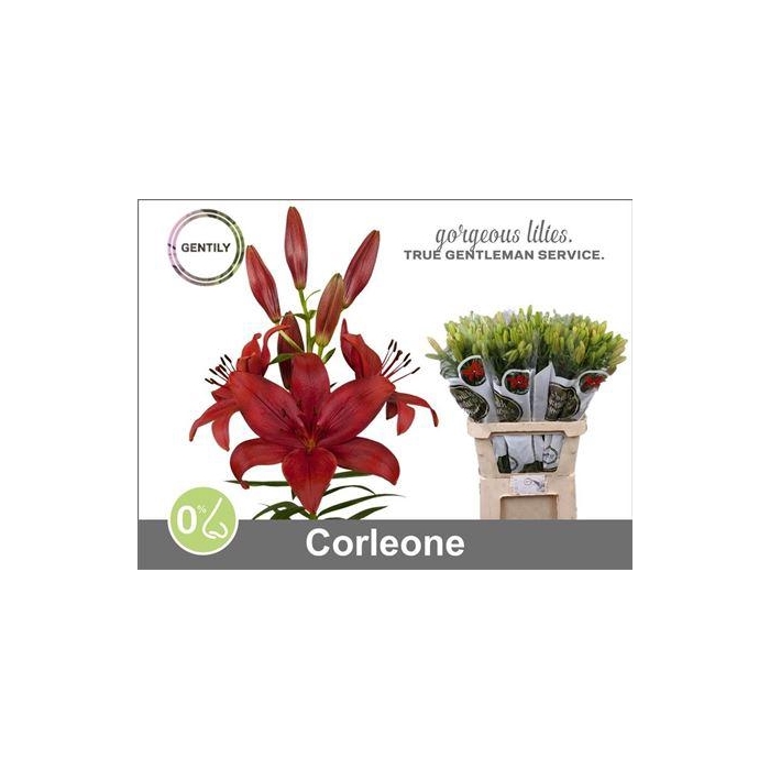 <h4>Li La Corleone</h4>