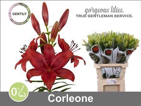 <h4>Li La Corleone 5+</h4>