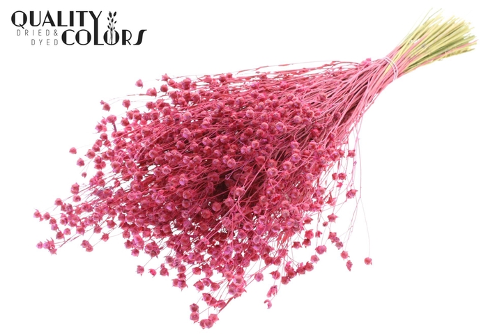 <h4>Droogbloemen   ...bewerkt H%</h4>