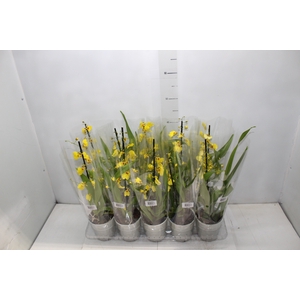 ONCIDIUM ALOHA P12