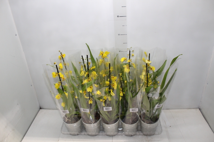 ONCIDIUM ALOHA P12