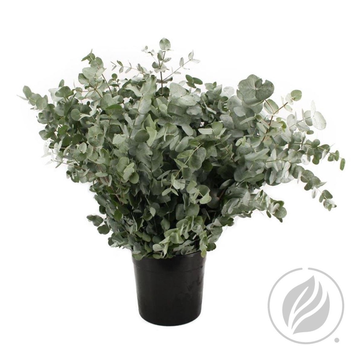 <h4>Euca Cinerea 200gr</h4>