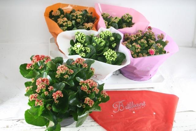 <h4>KAL GE GEM 5 KL</h4>