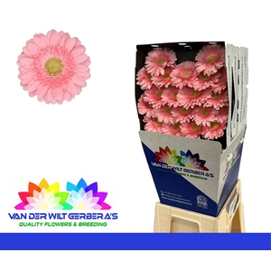 Germini Juna Diamond