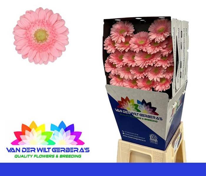 <h4>Germini Juna Diamond</h4>