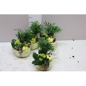 Arr 6483 Geel Kartel Ei